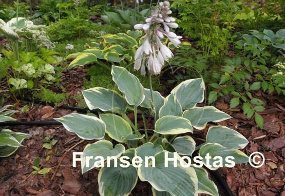 Hosta Rebel Heart